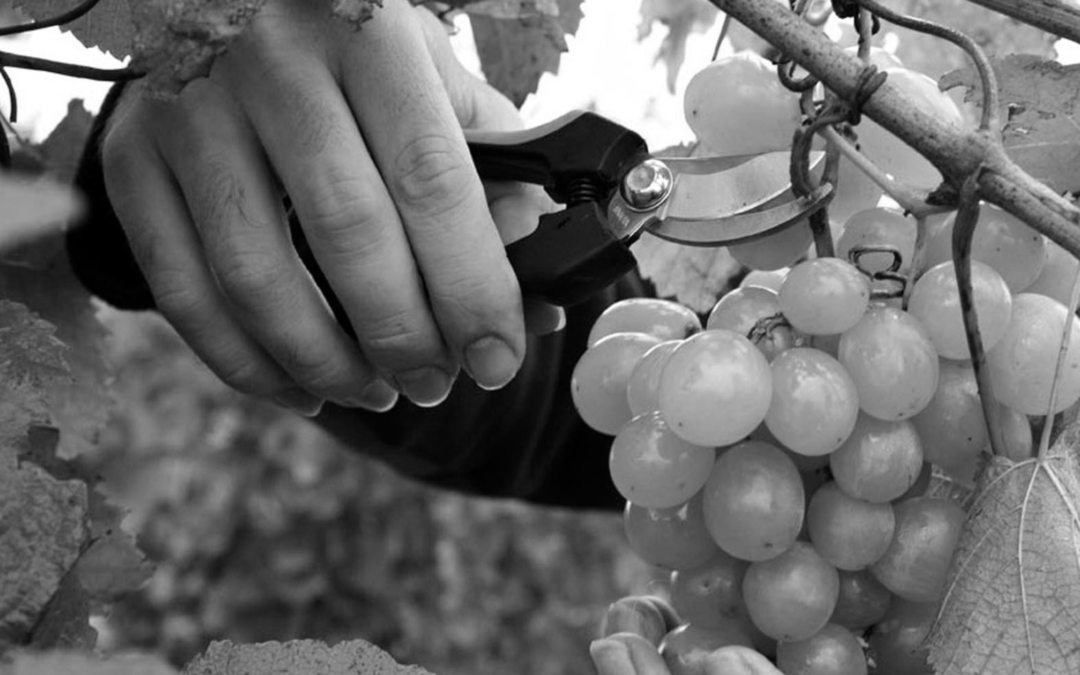 Subvención MR361A para inversiones en elaboración y comercialización de productos vitivinícolas