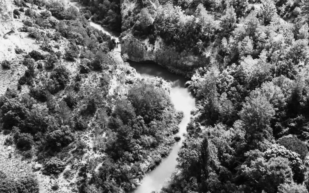 Subvenciones para el apoyo de proyectos transformadores para promoción bioeconomía forestal