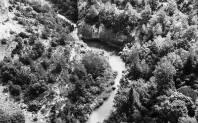Subvenciones para el apoyo de proyectos transformadores para promoción bioeconomía forestal